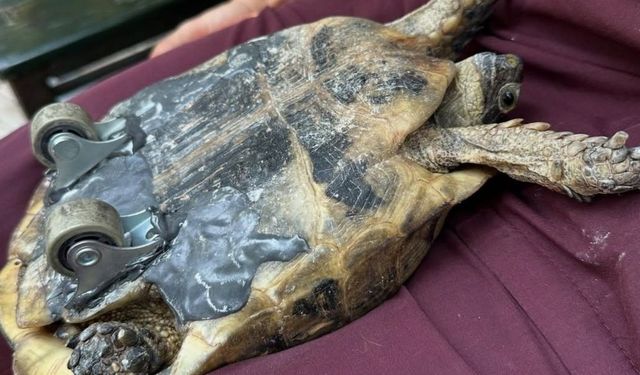İzmir'de kaplumbağaya tekerlekli umut