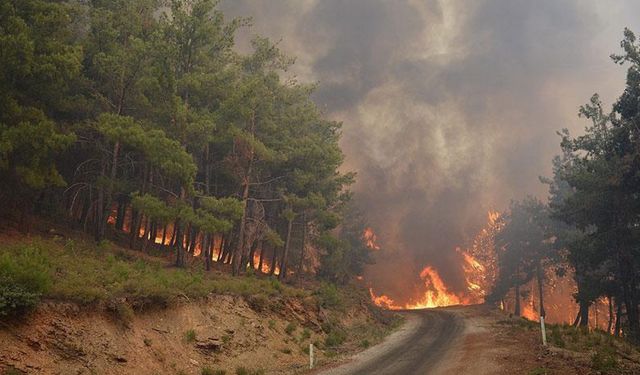 İzmir'de mangal ateşi ormanı yaktı: 1 kişi tutuklandı
