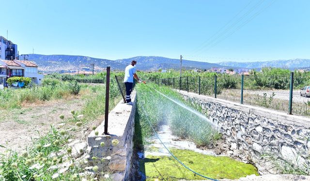 İzmir'de sinek artışı gündemde: Tugay’dan açıklama geldi