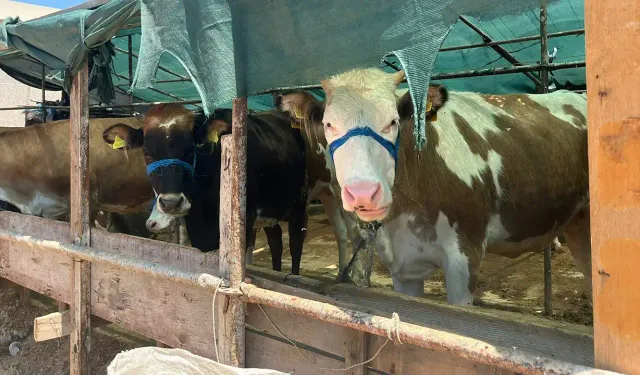 İzmir'e gelen üretici isyanda: Gelecek sene kurban görmeyiz