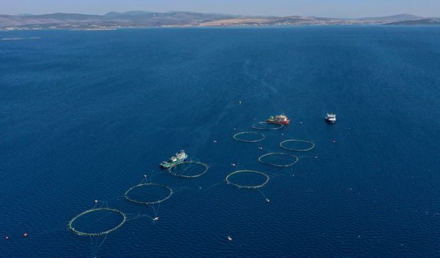 Akdeniz orkinosları İzmir’e taşındı: Çeşme açıklarında zorlu mücadele