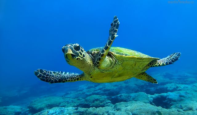 Caretta carettalar İzmir'de hayat buluyor: Bir kaplumbağa ünlü sahile 57 yumurta birden bıraktı