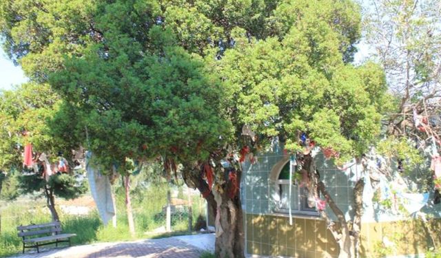 İzmir'de bir kurt tarafından büyütülen evliya: Kurt Baba Türbesi nerede? Kurt Baba Türbesi'ne nasıl gidilir?