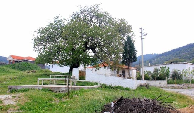 İzmir'in bu köyünü kötülüklerden koruyor: Helvacı Dede Türbesi