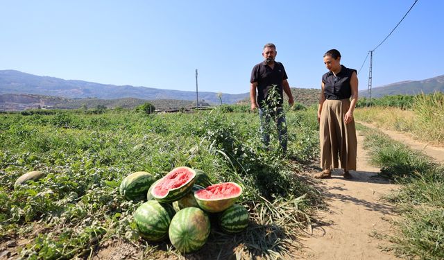 İzmir’de üreticinin ürünü tarlada kalıyor: Toprağa gömüyorlar