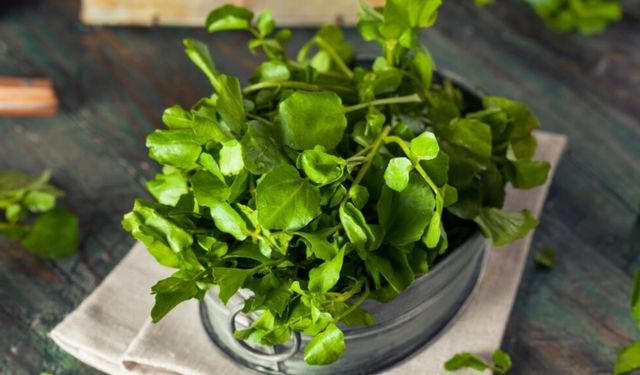 Pencere kenarında yetişen vitamin deposu: Her derde deva yeşillik
