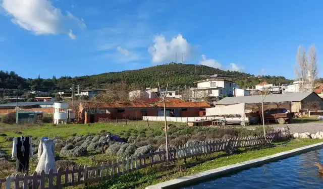 Lavantaları ile ünlü: Seferihisar Turgut Köyü hakkında bilmeniz gerekenler