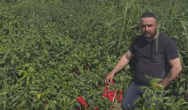 İzmirli çiftçiden çarpıcı açıklama: Borçlarımızı ödeyecek, ayakta kalacak gücümüz kalmadı