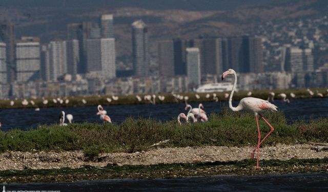 Kuşların yaşam alanı İzmirlilere açıldı: Flamingo Yolu tekne turu başladı