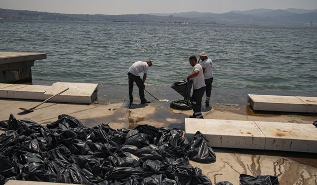 İzmir'de endişe yaratan görüntü: Ölü balıklar karaya vurdu