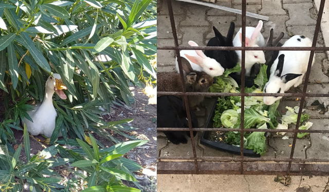 Karşıyaka halkı ördeğine, tavşanına sahip çıkıyor: Hayvanlarıma dokunma!