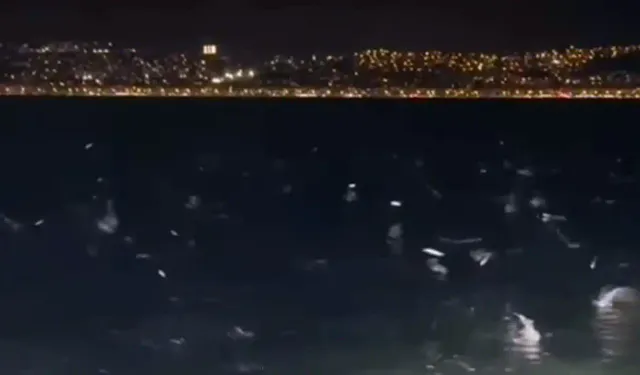 Narlıdere'de şaşırtan görüntü: Balıkların hareketi endişe yarattı