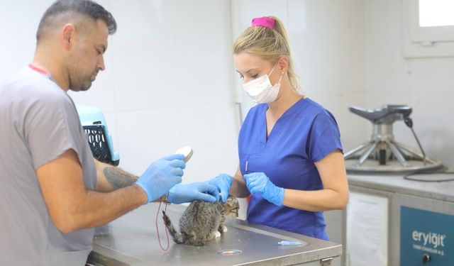 Bayraklı’da binlerce sokak hayvanı tedavi edildi