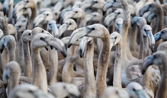 İzmir, onların da uğrak noktası: Binlerce flamingo böyle takip edilecek!