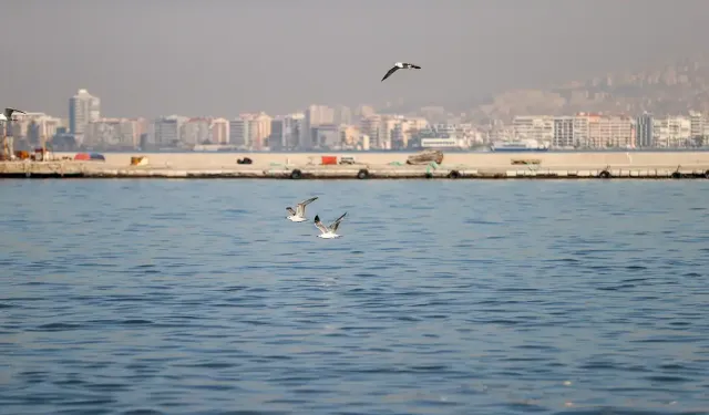 İzmir Körfezi yine kokuyor