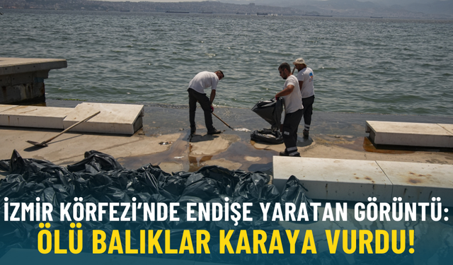 İzmir'de endişe yaratan görüntü: Ölü balıklar karaya vurdu
