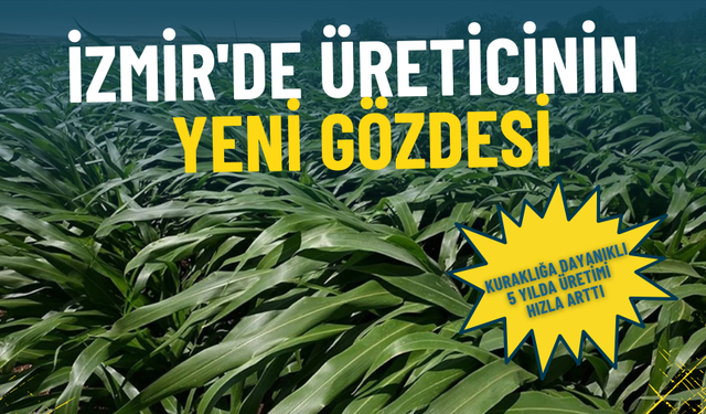 İzmir’de üreticinin yeni gözdesi: Kuraklığa dayanıklı ürün, 5 yılda üretimi hızla arttı