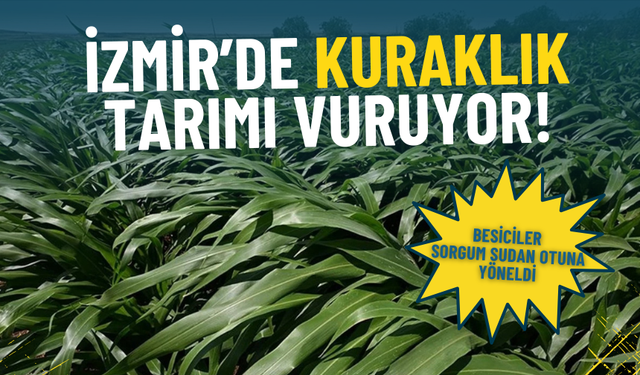 İzmir’de kuraklık tarımı vuruyor: Besiciler mısıra veda edip sorgum sudan otuna yöneldi