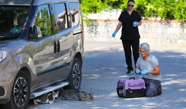 Narlıdere’de sokak kedileri kısırlaştırılıyor