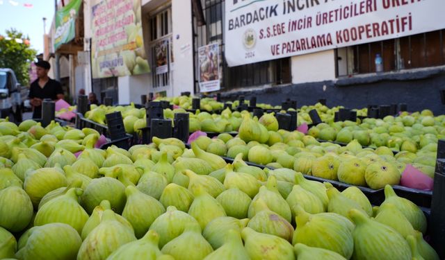 Torbalı’nın Bardakçık inciri değerine kavuştu: Dünya pazarına yayıldı!