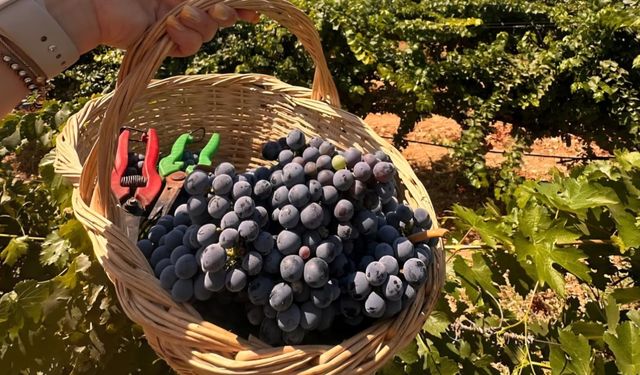 Urla’nın 2600 yıllık geleneği: Bağ Bozumu Şenlikleri başlıyor!