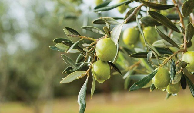 İzmir’de zeytinin zirvesi kuruluyor: Olivtech Fuarı için geri sayım başladı