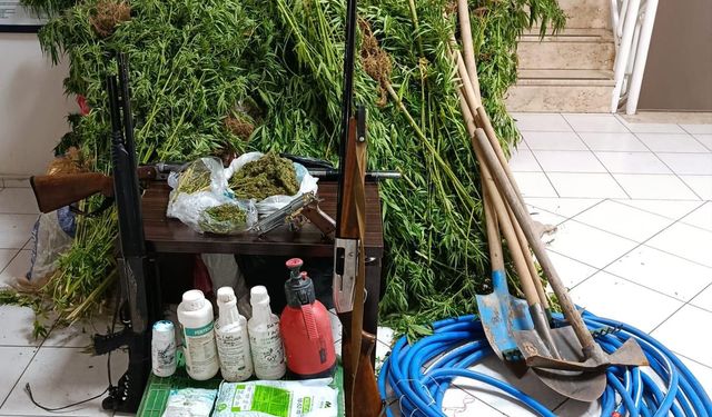Menderes'te kenevir operasyonu: 1 kişi gözaltına alındı