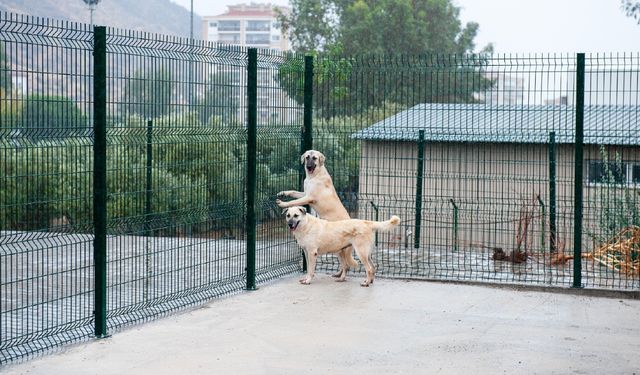 İzmir’de yangından etkilenen hayvan barınağı yenilendi: 3 Ekim’de açılıyor
