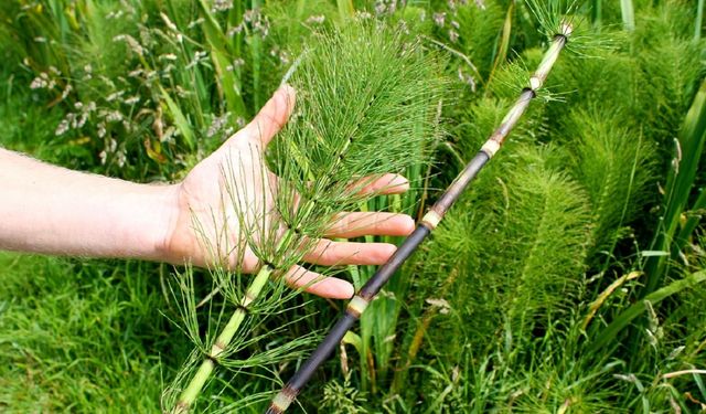 Doğanın sunduğu şifa deposu: At kuyruğunun bilinmeyen faydaları