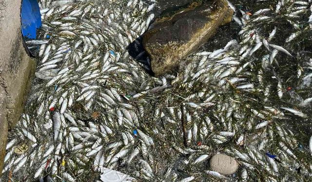 İzmir Körfezi'nde balıklar yine ölüyor: Uyarı yapıldı