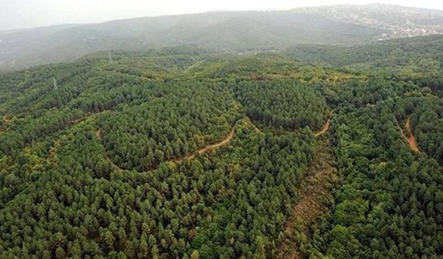 İzmir’in oksijen deposu Karagöl Ormanı'na hançer: ÇED süreci başlatıldı