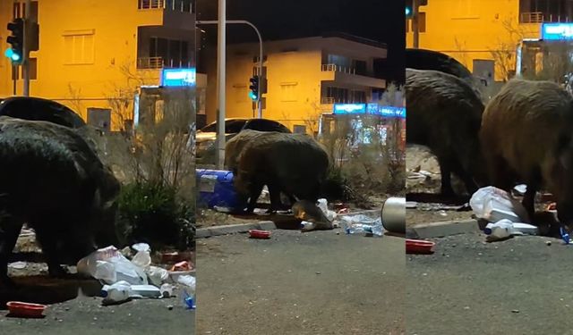 İzmir’de toplanmayan çöpler domuzlara yaradı: Cüsseleri şaşırttı!