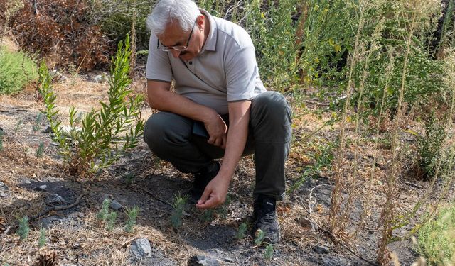 Yamanlar küllerinden doğuyor: Binlerce fidan toprakla buluştu