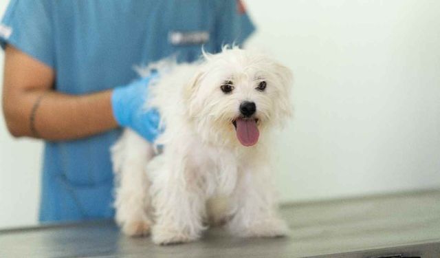 İzmir'de baskın yapılan evdeki 20 köpeğe el konuldu
