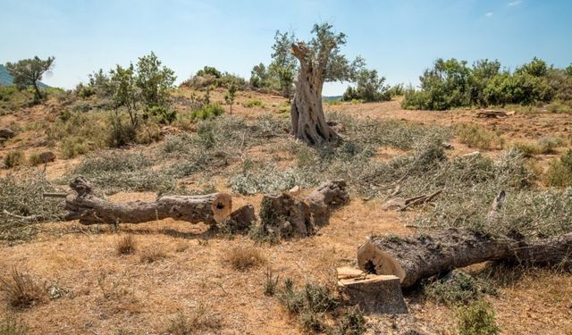 Çevrecilerin mücadelesi sonuç verdi: Orhanlı Vadisi’ndeki JES projesi iptal edildi!