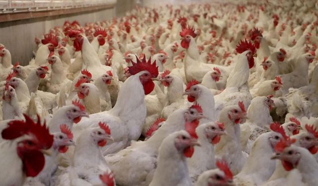 Rekabet Kurulu ceza yağdırdı: İzmir firmaları da listede