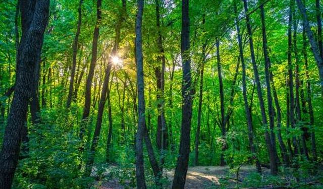 İzmir’de bir alan daha orman vasfından çıkarıldı!