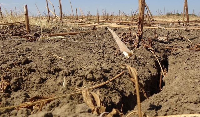 İzmir'de 50 dekar alan var: Çiftçinin mülkiyet hakkı girdapta