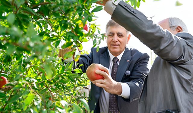 İzmir’de bereketli nar hasadı: Tugay  çiftçilerle tarlada