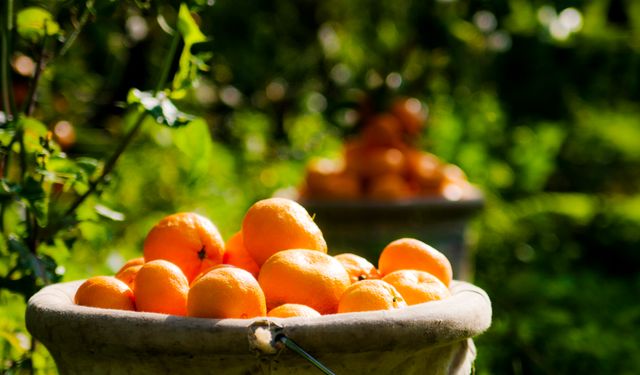 Satsuma mandalinanın ihracat yolculuğu 17 Ekim’de başlıyor: İhracat hedefi 500 milyon dolar!