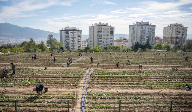 İzmir'de ücretsiz bostanlar: Kadınlar toprakla, Bornova umutla buluşuyor