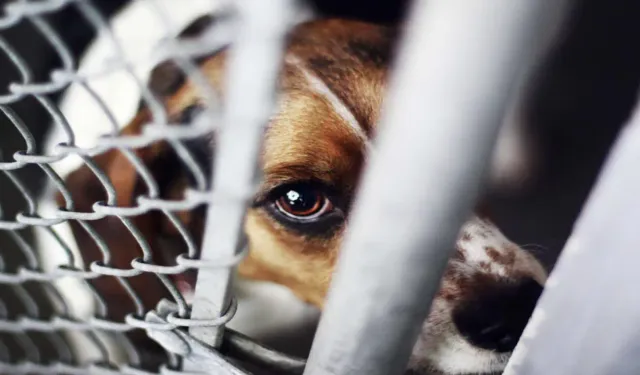İzmir'de sahipsiz köpeğe şiddet sosyal medyayı ayağa kaldırdı: Polis harekete geçti