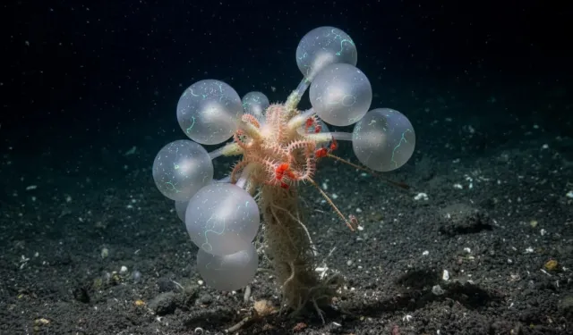 Bilim insanları şokta! Ölüm topu önüne geleni yiyor