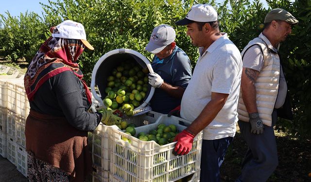 Mandalina ihracatında rekor artış: Hedef 500 milyon dolar!