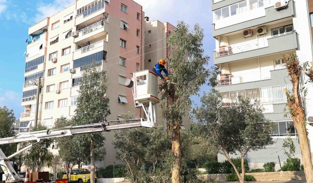 Buca Belediyesi’nden kış öncesi budama seferberliği