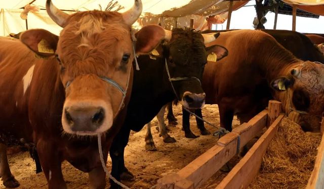 Menderes'te korkunç olay: Dananın saldırdığı besici hayatını kaybetti