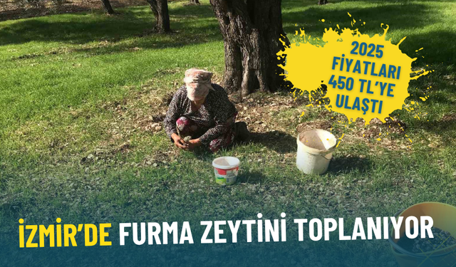 İzmir’de Furma Zeytini toplanıyor: 2025 fiyatları 450 TL’ye ulaştı