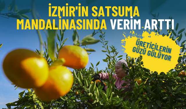İzmir'de üreticilerin güzü gülüyor: Satsuma mandalinasında verim arttı