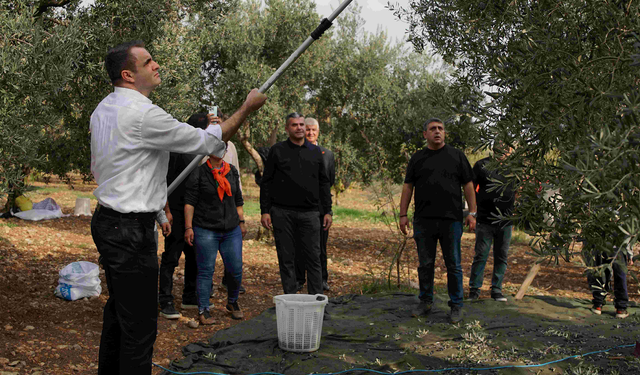 CHP’li Güç Kemalpaşa’da zeytin topladı, hükümeti eleştirdi