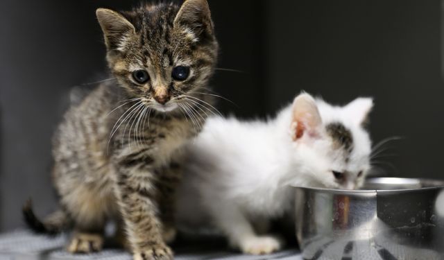 İzmir’de kısırlaştırma randevularıyla can dostlarına destek çağrısı: Bu numaradan ulaşabilirsiniz